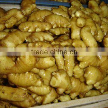 new crop fresh ginger for exporting