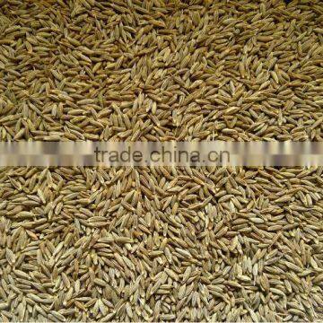 Cumin seeds