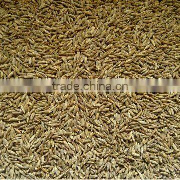Cumin Seeds