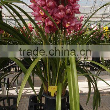 Cymbidium orchid