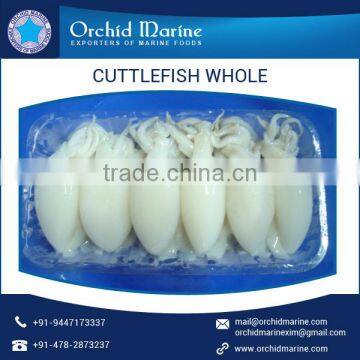 Long Shelf Life Best Quality Cuttlefish Whole Cleaned Available at Market Price