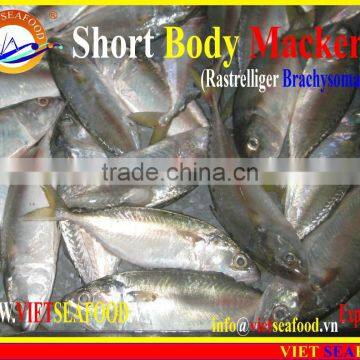 FROZEN SHORT BODY MACKEREL WHOLE ROUND