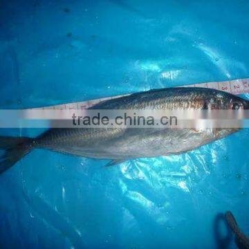 Trachurus Japnonicus Frozen Horse Mackerel Fish photo-3