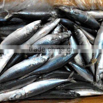 China the seafrozen pacific Mackerel HGT