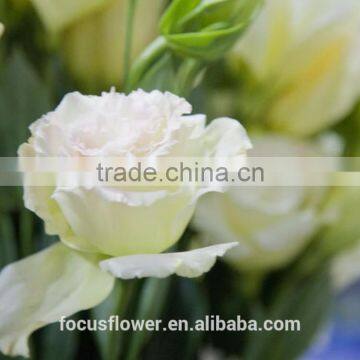 Fresh Cut Charming Champagne Eustoma Flowers With High Quality