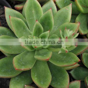 succulent plant echeveria agavoides, decorative plants echeveria, succulent plants, tropical plants