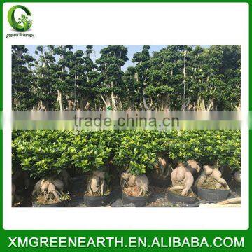 Ginseng Ficus 4kg