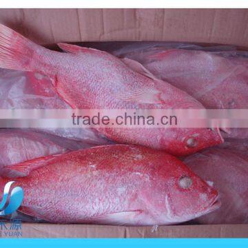 Frozen red snapper on sale
