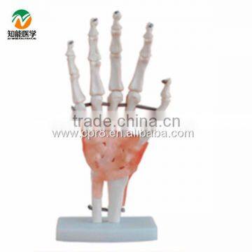 BIX-A1021 Life size hand Anatomical model with ligament