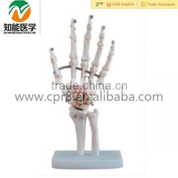 Human Anatomical Hand Joint Skeleton Model