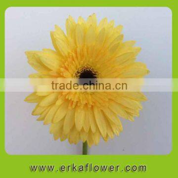 Diversified in packaging hot sale flower single stem blue gerbera