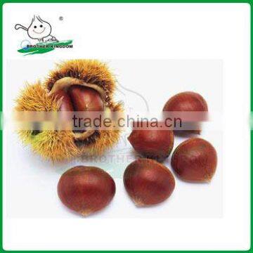 Chestnut/Fresh Chestnut/ Chestnut Wholesale