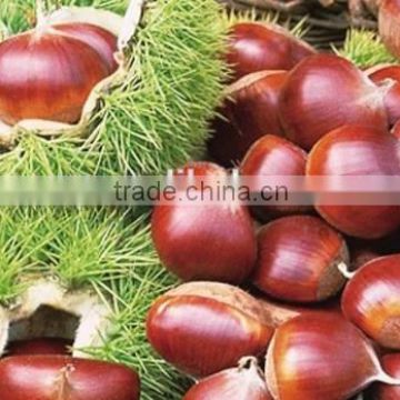 2015 new crop Fresh chesnut for sale