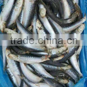 Seafrozen Sardinos melanostictus10-15pcs/kg