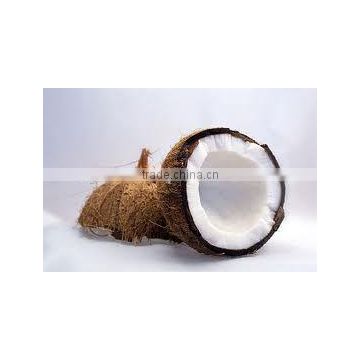 coconut bulk exporter