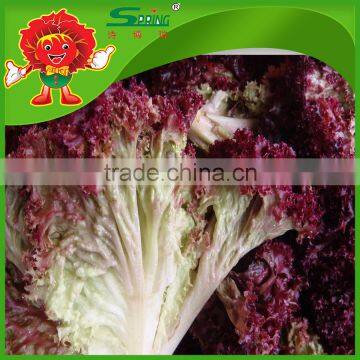 Free of Contamination Hotbed Red Leaf Lettuce photo-2