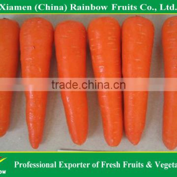 Xiamen Carrot