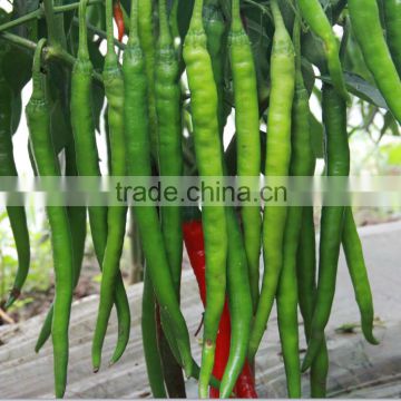 Hybrid green red chilli pepper seeds 7301