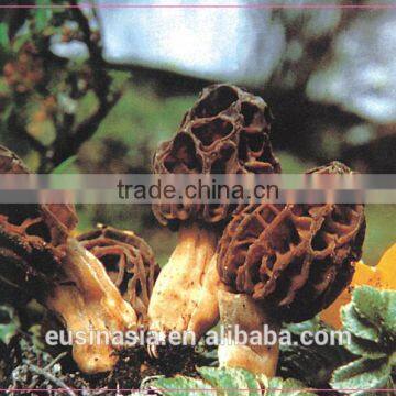 wild dry morchella conica porceni