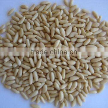 Pine Nuts Kernel