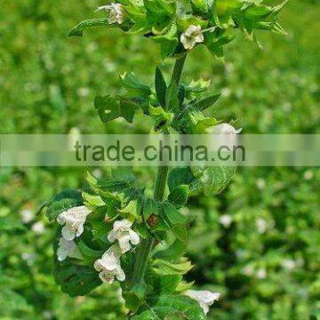 100% PURE & NATURAL LEMON BALM OIL