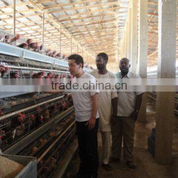 9WCD-4160 A Type Chicken Cage Animal Husbandry Equipment photo-2