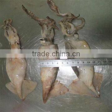 best sea export dried squid