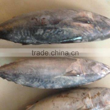 Bonito Tuna photo-6
