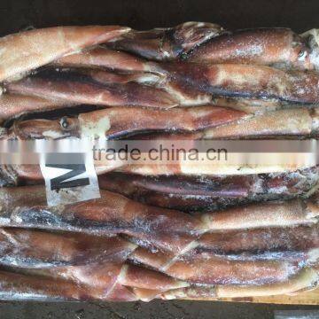 M Frozen Squid 200-300G Frozen Illex Squid photo-3
