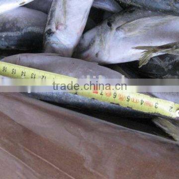 FROZEN HORSE MACKEREL 20CM