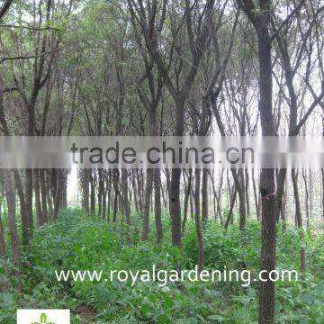 Callistemon Viminalis photo-3