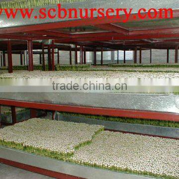 Lucky Bamboo Dracaena Sanderiana Nursery photo-3