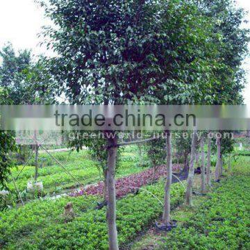 Ficus Nitida landscaping trees in nursery place