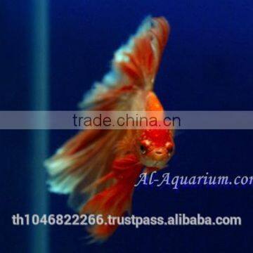 Halfmoon Betta Fish Farm For Sale and Export / Ornamental Fish Thailand photo-4