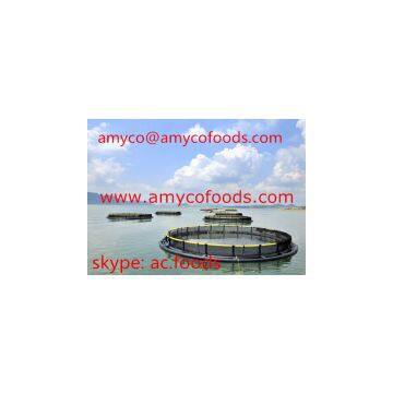 Tilapia Fillet cage farmed