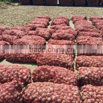 Jinxiang Garlic Normal White Fresh Garlic New Crop photo-5