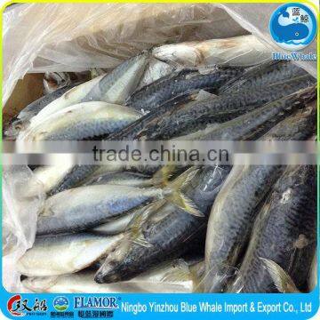 top quality fresh pacific mackerel