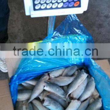 frozen Pacific mackerel whole round/HGT ,100-150g,150-200g,200-300g,300-500g