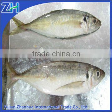 Frozen Round Scad Fish for canning, fish feeding round scad