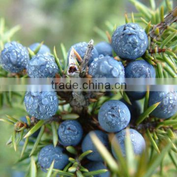 Juniper berry oil - (Juniperus communis)