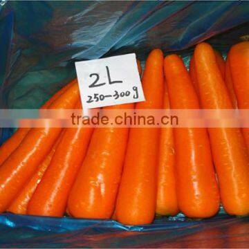 Chines Bulk Fresh Carrots Fresh Carrot Price photo-3