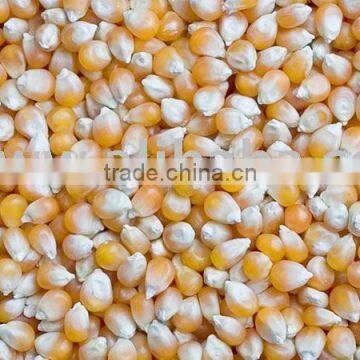 Bulk Yellow Corn For Cattle Feed