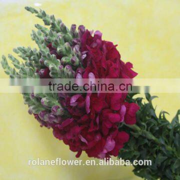 wholesale colorful fresh cut antirrhinum flowers from kunming