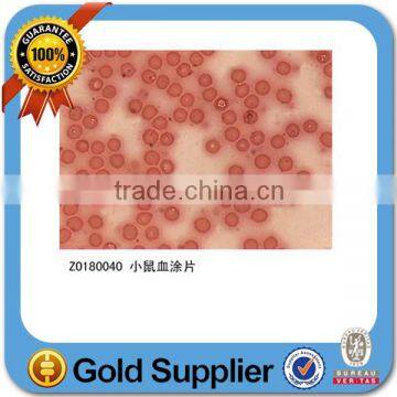 Human Histological Oral Slides Pathological Prepared Slides photo-6