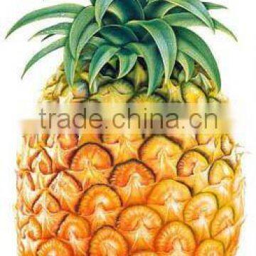 Fruit Extract Bromelain Powder