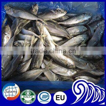 Frozen yellow tail horse mackerel