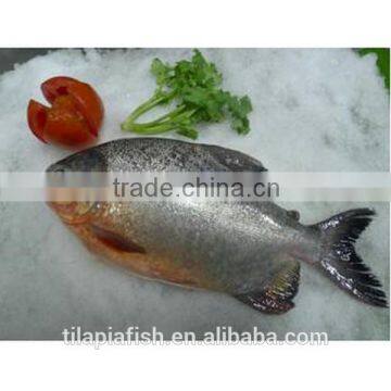 Whole round fresh pomfret fish in china for exporting