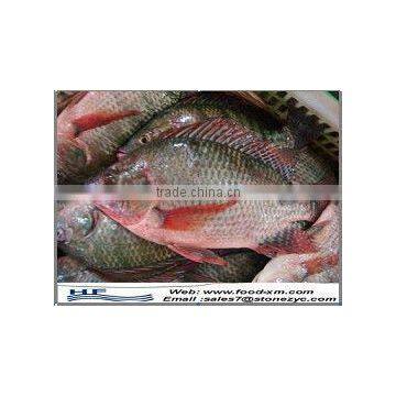 Frozen Fish Tilapia Gutted,IQF,90%NW,10%Glazing