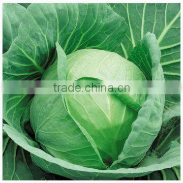 Chinese vegetable hybrid cabbage Seeds Kale Seed vegetable seeds for planting-Sport