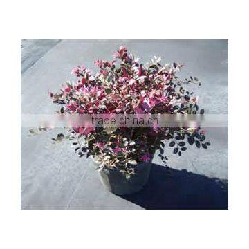 Loropetalum Seedling